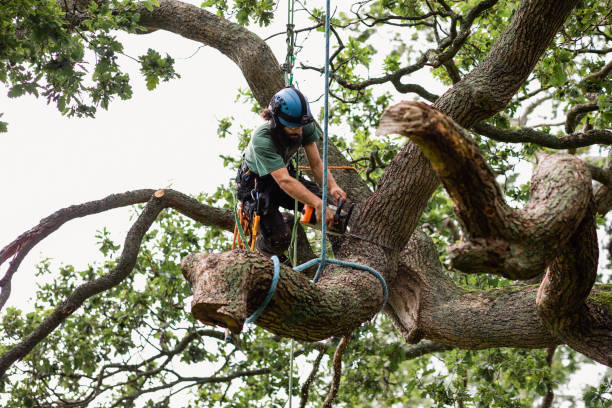 Best Tree Risk Assessment  in USA